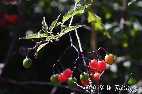 Psianka słodkogórz Solanum dulcamara, słodko-gorzka