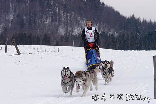 psi zaprzęg, wyścigi psich zaprzęgów, Kager Cup, W krainie wilka, Lutowiska, Bieszczady