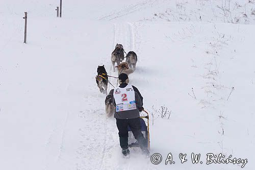 psi zaprzęg, wyścigi psich zaprzęgów, Kager Cup, W krainie wilka, Lutowiska, Bieszczady