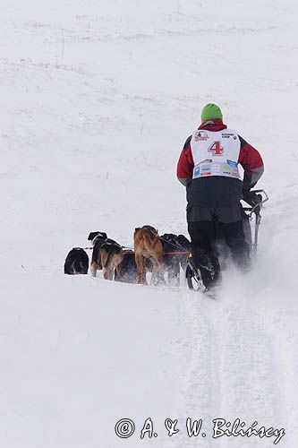 psi zaprzęg, wyścigi psich zaprzęgów, Kager Cup, W krainie wilka, Lutowiska, Bieszczady