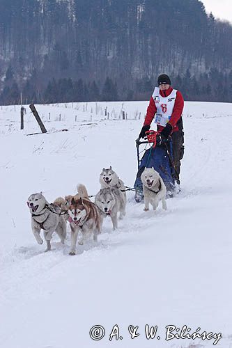 psi zaprzęg, wyścigi psich zaprzęgów, Kager Cup, W krainie wilka, Lutowiska, Bieszczady