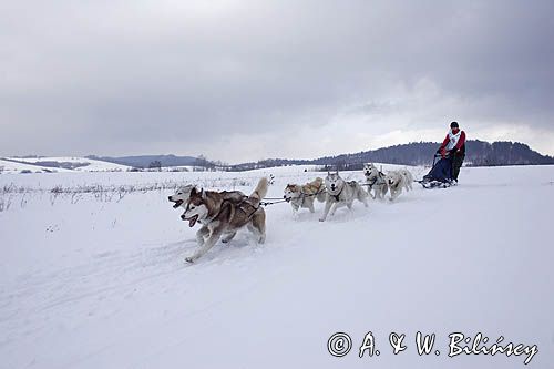 psi zaprzęg, wyścigi psich zaprzęgów, Kager Cup, W krainie wilka, Lutowiska, Bieszczady