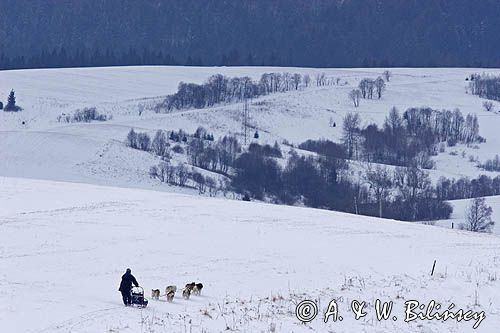 psi zaprzęg, wyścigi psich zaprzęgów, Kager Cup, W krainie wilka, Lutowiska, Bieszczady