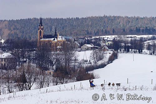 psi zaprzęg, wyścigi psich zaprzęgów, Kager Cup, W krainie wilka, Lutowiska, Bieszczady