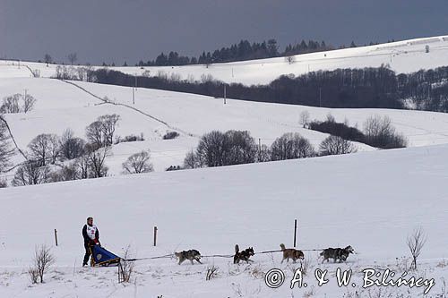 psi zaprzęg, wyścigi psich zaprzęgów, Kager Cup, W krainie wilka, Lutowiska, Bieszczady