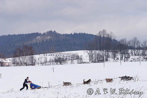 psi zaprzęg, wyścigi psich zaprzęgów, Kager Cup, W krainie wilka, Lutowiska, Bieszczady