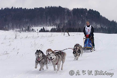 psi zaprzęg, wyścigi psich zaprzęgów, Kager Cup, W krainie wilka, Lutowiska, Bieszczady