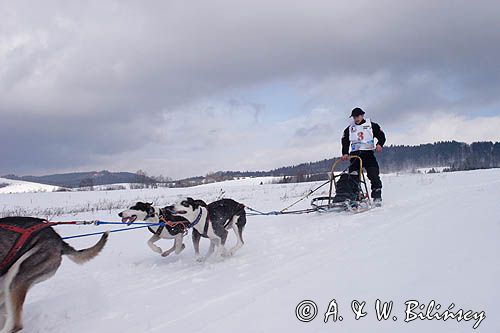 psi zaprzęg, wyścigi psich zaprzęgów, Kager Cup, W krainie wilka, Lutowiska, Bieszczady