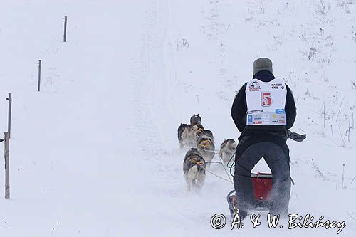 psi zaprzęg, wyścigi psich zaprzęgów, Kager Cup, W krainie wilka, Lutowiska, Bieszczady