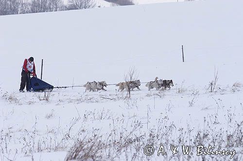 psi zaprzęg, wyścigi psich zaprzęgów, Kager Cup, W krainie wilka, Lutowiska, Bieszczady