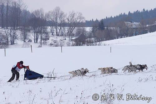 psi zaprzęg, wyścigi psich zaprzęgów, Kager Cup, W krainie wilka, Lutowiska, Bieszczady