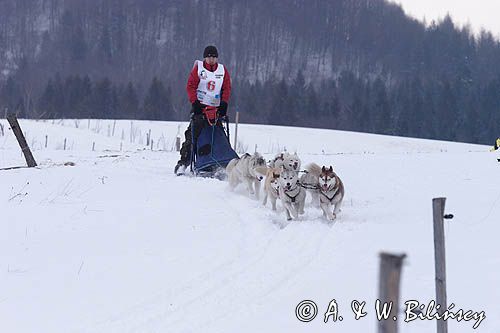 psi zaprzęg, wyścigi psich zaprzęgów, Kager Cup, W krainie wilka, Lutowiska, Bieszczady