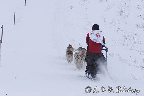 psi zaprzęg, wyścigi psich zaprzęgów, Kager Cup, W krainie wilka, Lutowiska, Bieszczady