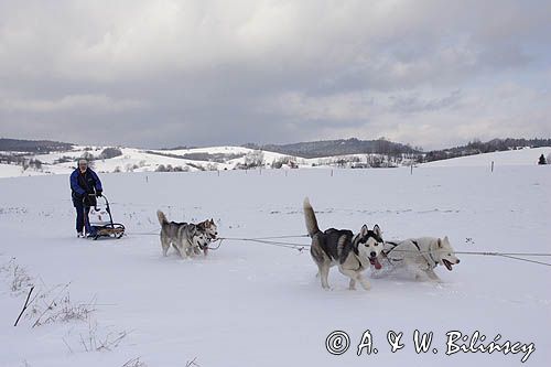 psi zaprzęg, wyścigi psich zaprzęgów, Kager Cup, W krainie wilka, Lutowiska, Bieszczady