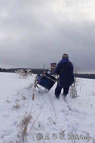 psi zaprzęg, wyścigi psich zaprzęgów, Kager Cup, W krainie wilka, Lutowiska, Bieszczady