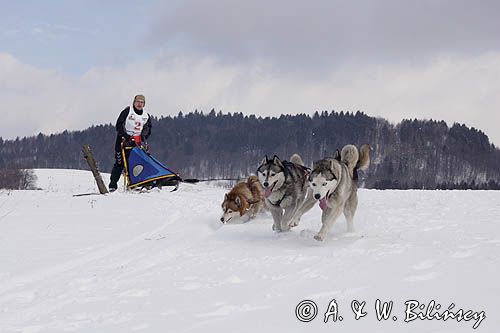 psi zaprzęg, wyścigi psich zaprzęgów, Kager Cup, W krainie wilka, Lutowiska, Bieszczady