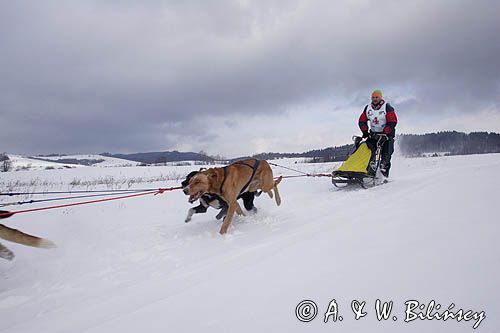 psi zaprzęg, wyścigi psich zaprzęgów, Kager Cup, W krainie wilka, Lutowiska, Bieszczady