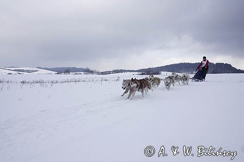 psi zaprzęg, wyścigi psich zaprzęgów, Kager Cup, W krainie wilka, Lutowiska, Bieszczady