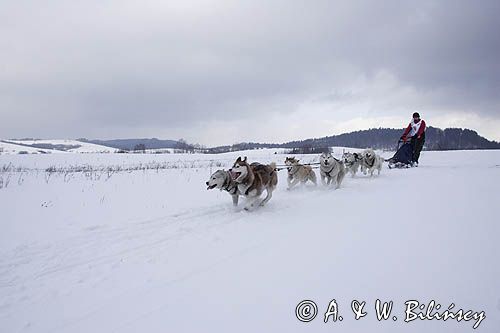 psi zaprzęg, wyścigi psich zaprzęgów, Kager Cup, W krainie wilka, Lutowiska, Bieszczady