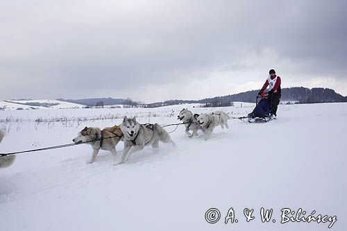 psi zaprzęg, wyścigi psich zaprzęgów, Kager Cup, W krainie wilka, Lutowiska, Bieszczady