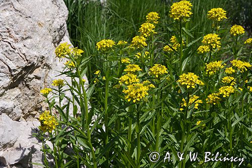 Erysimum pieninicum pszonak pieniński) ,