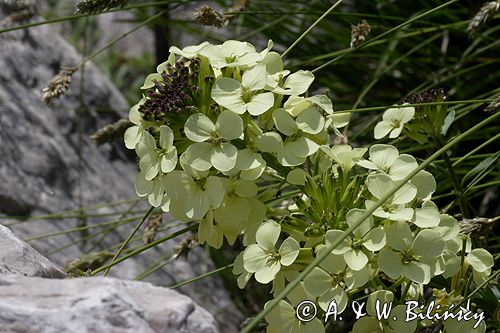 Erysimum wittmannii pszonak Wittmanna) ,