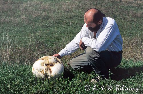 purchawica olbrzymia, Langermannia gigantea