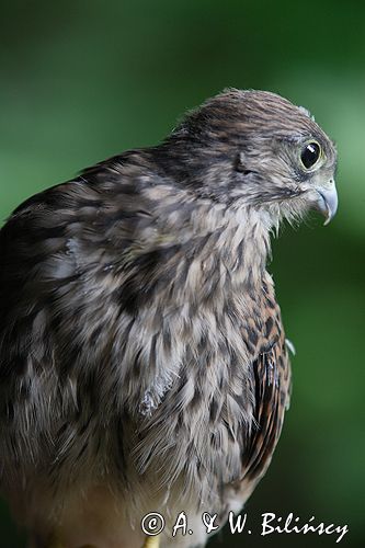 pustułka - podrośnięte pisklę Falco tinnunculus