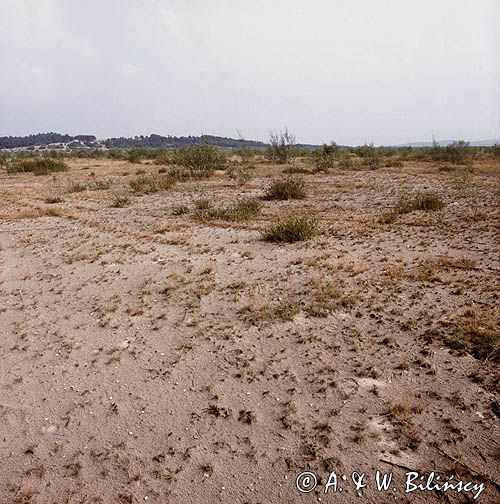 Pustynia Błędowska koło Olkusza, Polska Sahara