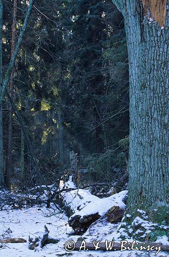 Puszcza Białowieska Rezerwat Starzyna