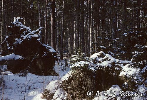 Puszcza Białowieska