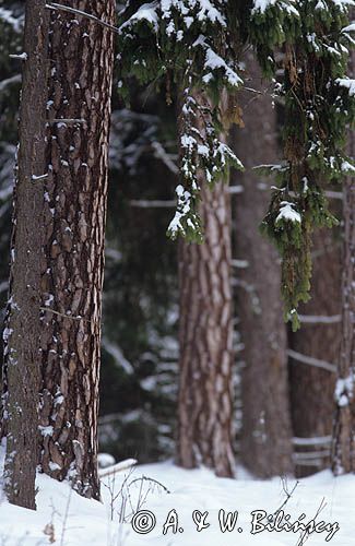 Puszcza Białowieska