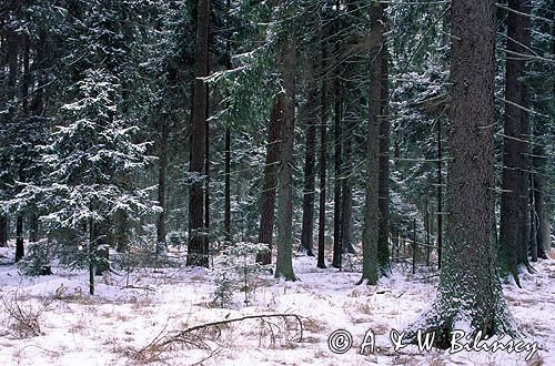 Puszcza Białowieska