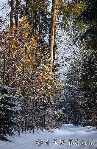 Puszcza Białowieska