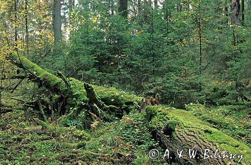 Puszcza Białowieska