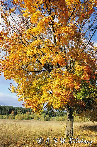 Park Krajobrazowy Puszczy Knyszyńskiej