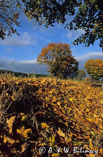 Park Krajobrazowy Puszczy Knyszyńskiej