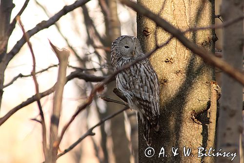 puszczyk uralski Strix uralensis