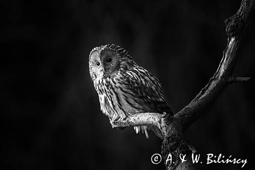 Puszczyk uralski, Strix uralensis