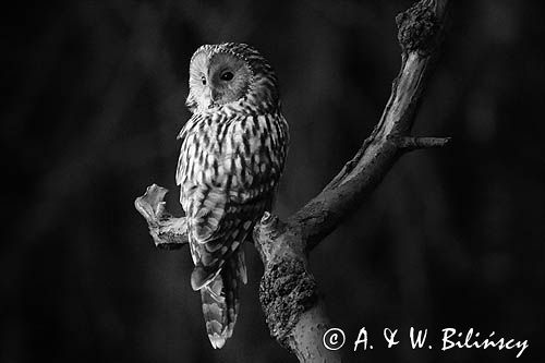 Puszczyk uralski, Strix uralensis