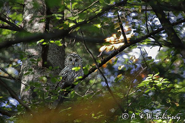 Puszczyk uralski, Strix uralensis