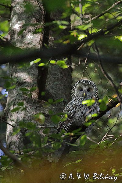 Puszczyk uralski, Strix uralensis