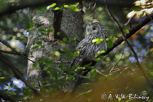 Puszczyk uralski, Strix uralensis