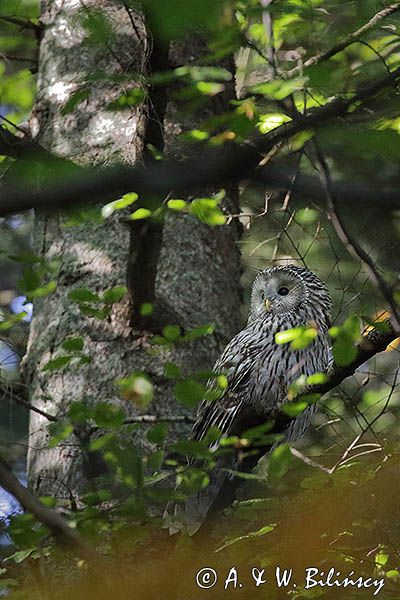 Puszczyk uralski, Strix uralensis