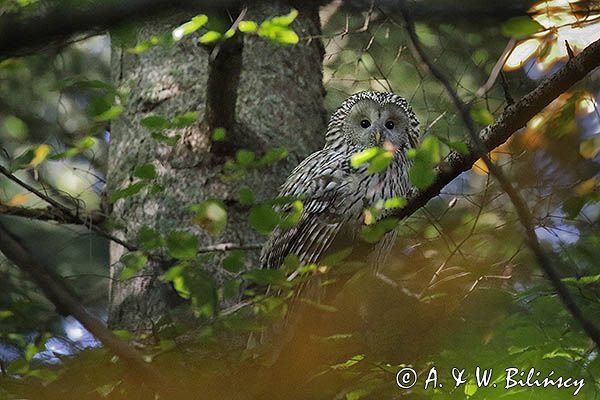 Puszczyk uralski, Strix uralensis