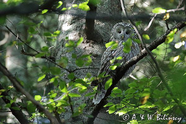 Puszczyk uralski, Strix uralensis