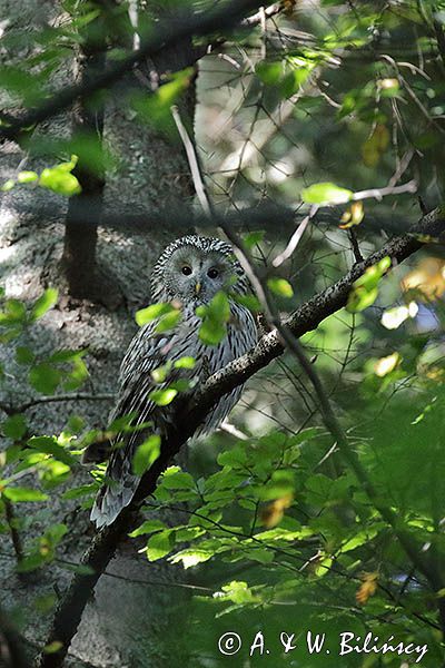 Puszczyk uralski, Strix uralensis