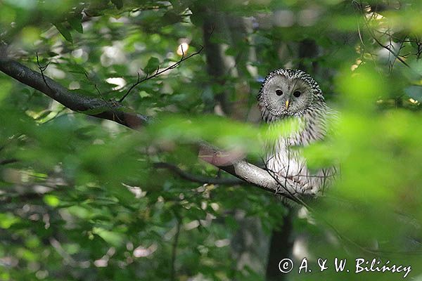 Puszczyk uralski, Strix uralensis