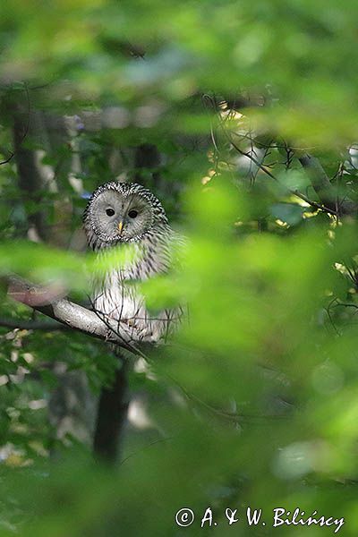 Puszczyk uralski, Strix uralensis