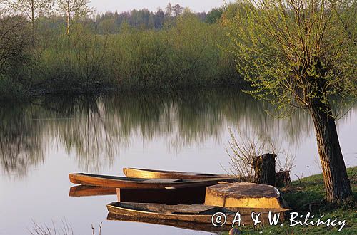 pychówki nad Narwią